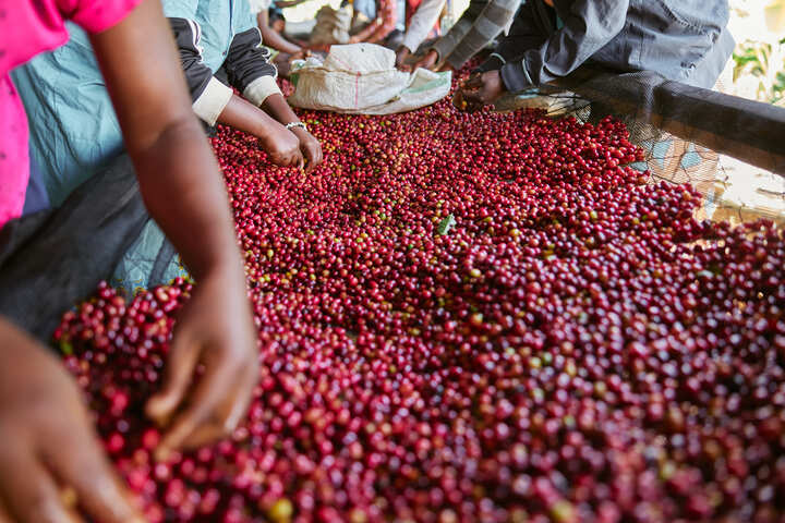 Gente recogiendo granos de café de Especialidad