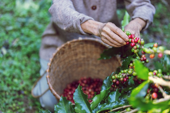 Recolección de granos de Specialty Coffee